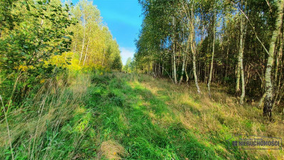 Działka budowlana w pobliżu Jeziora Pile - Piława   -
Zachodniopomorskie Zdjęcie nr 14