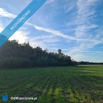  Las za oknem projekt w ręku  działka gotowa do budowy - Budzynek  -
łódzkie Zdjęcie nr 2