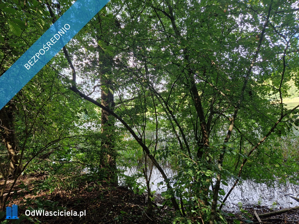 działka rekreacyjna nad jeziorem - Lubasz  -
wielkopolskie Zdjęcie nr 1