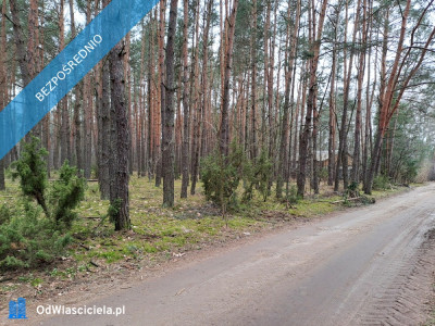 Działka leśna z możliwością zabudowy w MPZP - Rynia  -
mazowieckie Zdjęcie nr 3