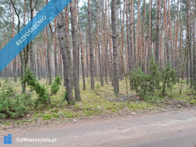 Działka leśna z możliwością zabudowy w MPZP - Rynia  -
mazowieckie Zdjęcie nr 4
