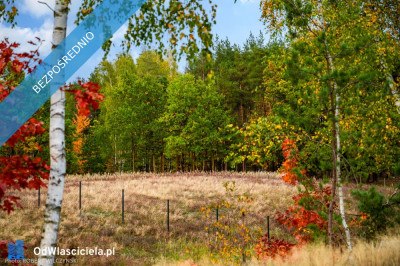 Mazowsze  działka marzeń na wzgórzu las i cisza - Jeziórka  -
mazowieckie Zdjęcie nr 4