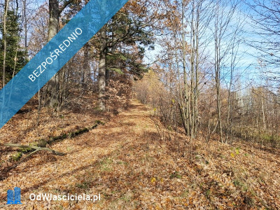 sprzedam dużą działkę rolną w Karkonoszachnieopodal Karpacza - Głębock  -
dolnośląskie Zdjęcie nr 4