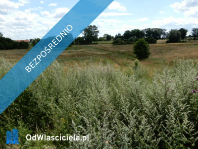 Syndyk sprzeda działki o numerze 2402 oraz 313 - Trzeszyn gmina Karnice powiat gryficki - cena 100 wartości oszacowania  - Trzeszyn  - zachodniopomorskie