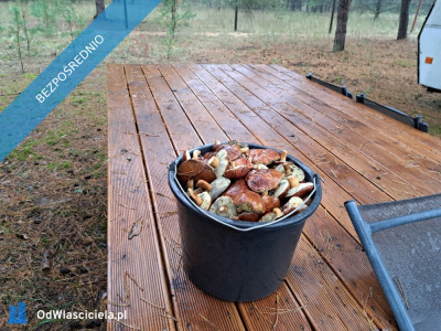 SPRZEDAM BEZPOŚREDNIO DZIAŁKI BUDOWLANE W PUSZCZY NOTECKIEJ 50 KM OD POZNANIA - Klempicz  -
wielkopolskie Zdjęcie nr 10