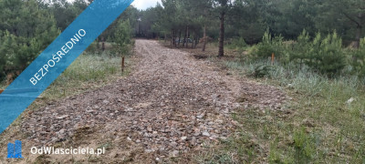 SPRZEDAM BEZPOŚREDNIO DZIAŁKI BUDOWLANE W PUSZCZY NOTECKIEJ 50 KM OD POZNANIA - Klempicz  -
wielkopolskie Zdjęcie nr 13