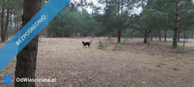 SPRZEDAM BEZPOŚREDNIO DZIAŁKI BUDOWLANE W PUSZCZY NOTECKIEJ 50 KM OD POZNANIA - Klempicz  -
wielkopolskie Zdjęcie nr 15