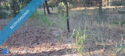 SPRZEDAM BEZPOŚREDNIO DZIAŁKI BUDOWLANE W PUSZCZY NOTECKIEJ 50 KM OD POZNANIA - Klempicz  -
wielkopolskie Zdjęcie nr 8