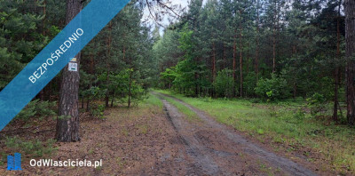 Sprzedam siedlisko 4000 m2 - Luta  -
świętokrzyskie Zdjęcie nr 19