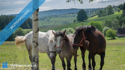 Sprzedam działkę obok Polanicy-Zdroju-SUDETY-GORY STOLOWE - Niwa  -
dolnośląskie Zdjęcie nr 2