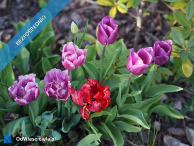 Sprzedam działkę ROD Ursynów - Ursynów  -
mazowieckie Zdjęcie nr 4