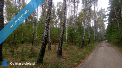 Na sprzedaż las  Borkowo Kościelne Sierpc - Borkowo Kościelne  -
mazowieckie Zdjęcie nr 2