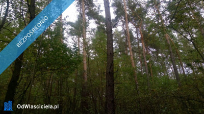 Na sprzedaż las  Borkowo Kościelne Sierpc - Borkowo Kościelne  -
mazowieckie Zdjęcie nr 3