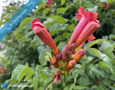 Działka rekreacyjna ROD - Ząbki  -
mazowieckie Zdjęcie nr 10