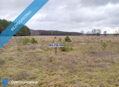 Sprzedam działki w Sosnowcu Wielkim kRynarzewa - Rynarzewo  -
kujawsko-pomorskie Zdjęcie nr 12