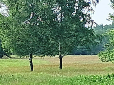 Działka budowlano-rolna 11 800 m2 m2 w gm Radziejowice - Stare Budy Radziejowskie  -
mazowieckie Zdjęcie nr 3