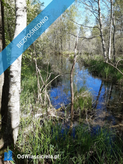 Działka 10 h - Pomiłowo  -
zachodniopomorskie Zdjęcie nr 4