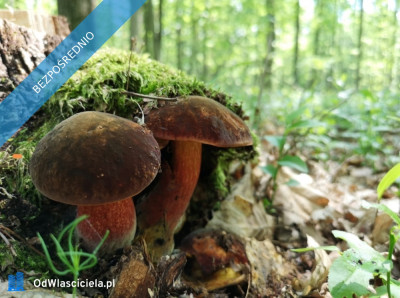 45 min od Warszawy PKP A2 S8 CPK 25 min dz budowlana 1700m chodniki - Budy Zaklasztorne  -
mazowieckie Zdjęcie nr 11