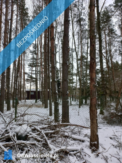 Działka leśna idealna na rekreację - Dęba  -
łódzkie Zdjęcie nr 3