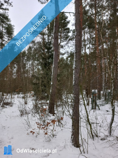 Działka leśna idealna na rekreację - Dęba  -
łódzkie Zdjęcie nr 5