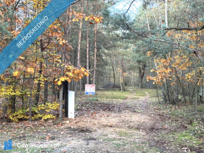 Działka leśna z możliwością zabudowy w MPZP - Rynia  -
mazowieckie Zdjęcie nr 3