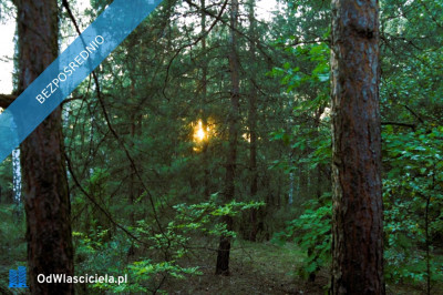 7810m2działka bud 4965m22845m2LAS - Kania Góra  -
łódzkie Zdjęcie nr 2