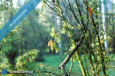 7810m2działka bud 4965m22845m2LAS - Kania Góra  -
łódzkie Zdjęcie nr 7