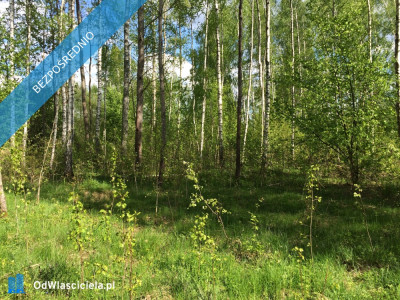 Puszcza Białowieska - Teremiski  -
podlaskie Zdjęcie nr 2