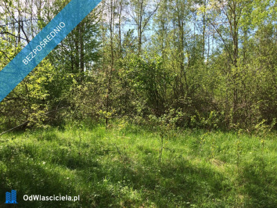 Puszcza Białowieska - Teremiski  -
podlaskie Zdjęcie nr 3