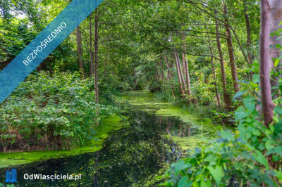 Działka nad morzem teraz tylko  179000 zł - Międzywodzie  -
zachodniopomorskie Zdjęcie nr 4