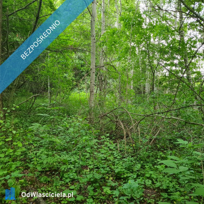 Działka Rzgów Gospodarz ul Kwiatowa 1520 m2  - Gospodarz  -
łódzkie Zdjęcie nr 8
