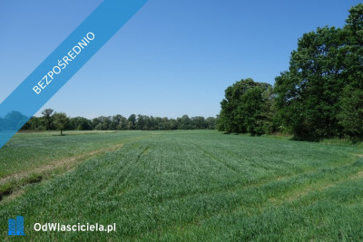 Skoczów Ochaby 57ar rolna pod lasem z pięknym drzewostanem w granciy - Skoczów  -
śląskie Zdjęcie nr 2