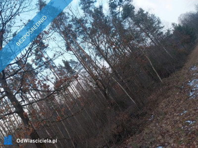 Grunt Rolny na sprzedaż Marysin gm Kałuszyn  - Marysin  -
mazowieckie Zdjęcie nr 11