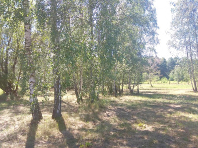 Duża działka w otulinie Kampinosu Dąbrowa  gm Łomianki - Łomianki Dolne  -
mazowieckie Zdjęcie nr 10