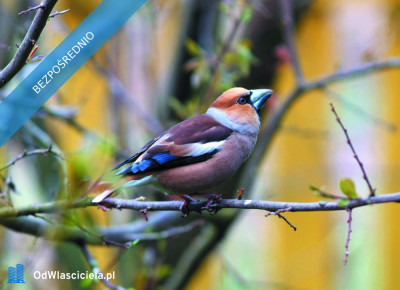 Działka pod zabudowę jednorodzinną 5057 m Mariew - Mariew  -
mazowieckie Zdjęcie nr 14