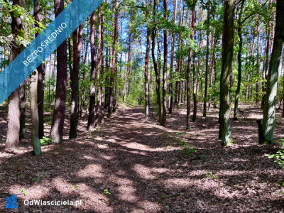 Działka pod zabudowę jednorodzinną 5057 m Mariew Blisko Puszczy Kampinoskiej  Na sprzedaż wyjątkowa zielona działka o powierzchni 5057 m położona w miejscowości Mariew ul Kwiatowa zaledwie ok 100 m od drogi asfaltowej Nieruchomość przeznaczona  - Mariew  -
mazowieckie Zdjęcie nr 9