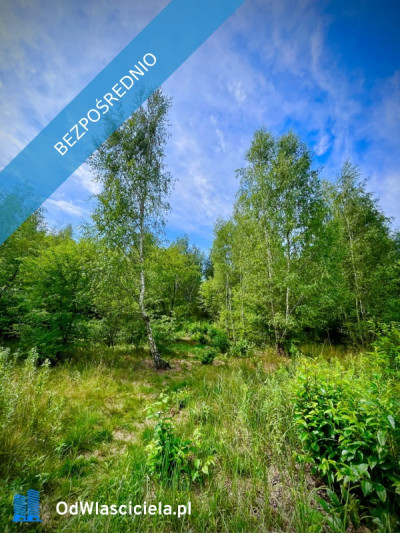 Działka pod zabudowę jednorodzinną 5057 m Mariew Blisko Puszczy Kampinoskiej  Na sprzedaż wyjątkowa zielona działka o powierzchni 5057 m położona w miejscowości Mariew ul Kwiatowa zaledwie ok 100 m od drogi asfaltowej Nieruchomość przeznaczona  - Mariew  -
mazowieckie Zdjęcie nr 3