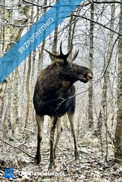 Działka pod zabudowę jednorodzinną 5057 m Mariew Blisko Puszczy Kampinoskiej  Na sprzedaż wyjątkowa zielona działka o powierzchni 5057 m położona w miejscowości Mariew ul Kwiatowa zaledwie ok 100 m od drogi asfaltowej Nieruchomość przeznaczona  - Mariew  -
mazowieckie Zdjęcie nr 6