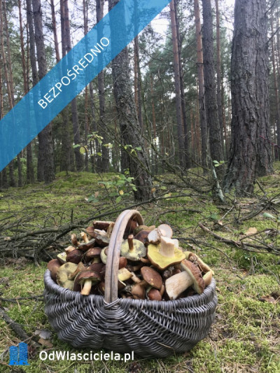 Działka pod zabudowę jednorodzinną 5057 m Mariew Blisko Puszczy Kampinoskiej  Na sprzedaż wyjątkowa zielona działka o powierzchni 5057 m położona w miejscowości Mariew ul Kwiatowa zaledwie ok 100 m od drogi asfaltowej Nieruchomość przeznaczona  - Mariew  -
mazowieckie Zdjęcie nr 8