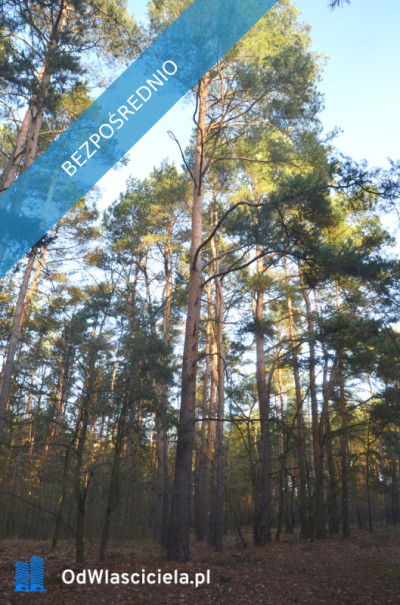 Duża działka rolno-budowlana  28823 ha Mariew - Mariew  -
mazowieckie Zdjęcie nr 12