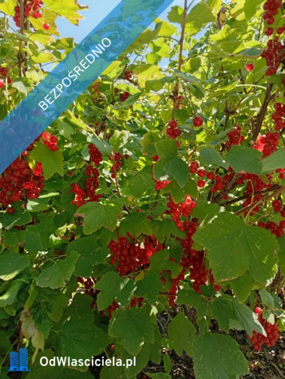 sprzedam działkę budowlaną - Ludwinów  -
śląskie Zdjęcie nr 6