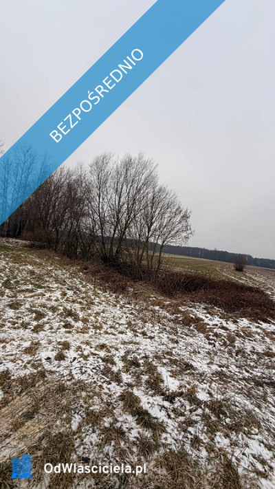 Siedlisko  166 ha z Lasem i Działką Budowlaną  W MILEJEWIE GM OSTROWITE - Milejewo  -
wielkopolskie Zdjęcie nr 3