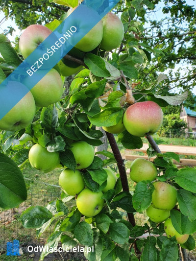 Działka ROD Mickiewicza - Mickiewicza  -
podlaskie Zdjęcie nr 9