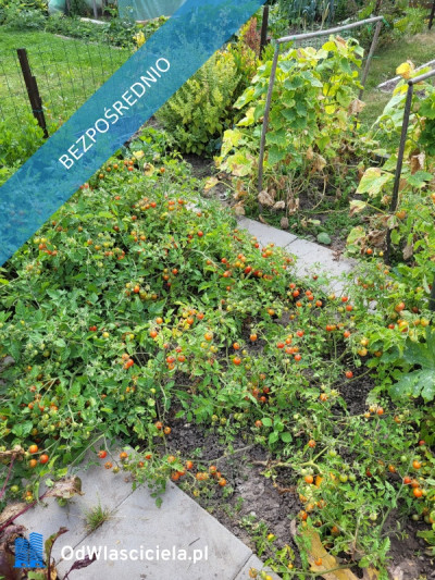 Działka ROD Mickiewicza - Mickiewicza  -
podlaskie Zdjęcie nr 17