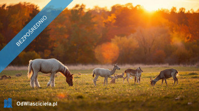 UROKLIWE MIEJSCE BLISKO NATURY  - Rydzów  -
podkarpackie Zdjęcie nr 9