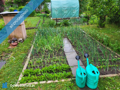 Działka ROD Mickiewicza - Mickiewicza  -
podlaskie Zdjęcie nr 10