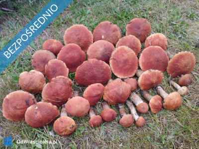 Zadbana działka na sprzedaż - Ostrowo  -
pomorskie Zdjęcie nr 16