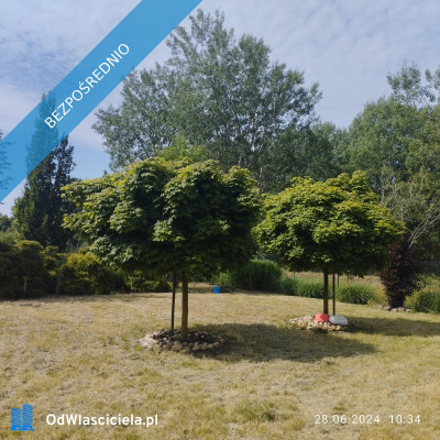 Zadbana działka na sprzedaż - Ostrowo  -
pomorskie Zdjęcie nr 5