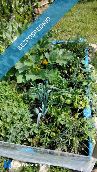  Wyjątkowa działka rekreacyjna blisko jeziora  Radzynek gm Brzuze  - Radzynek  -
kujawsko-pomorskie Zdjęcie nr 16