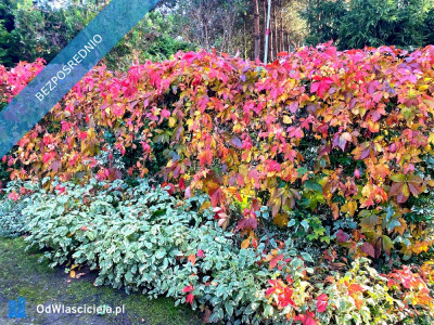 Działka 2111 m  Łódź Brzezińska 257  MPZP- pełne media - piękne otoczenie - Widzew  -
łódzkie Zdjęcie nr 7